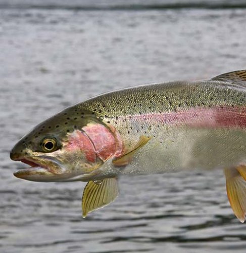 CONCURSO NACIONAL DE PESCA DE TRUCHA ARCO IRIS