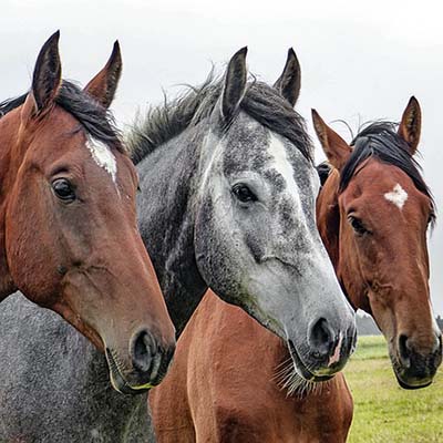 EXPOSICIÓN EQUINA