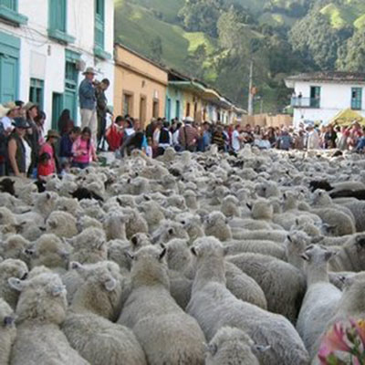 FIESTA DE LA LANA, LA PAPA,LA LECHE Y LA ARRIERIA