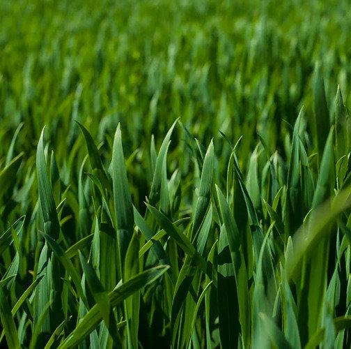 FERIA AGROTURISTICA Y CULTURAL