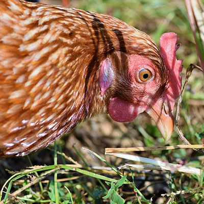 FERIA DE LA GALLINA