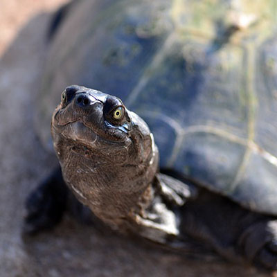 FESTIVAL Y REINADO DE LA TORTUGA CANAA