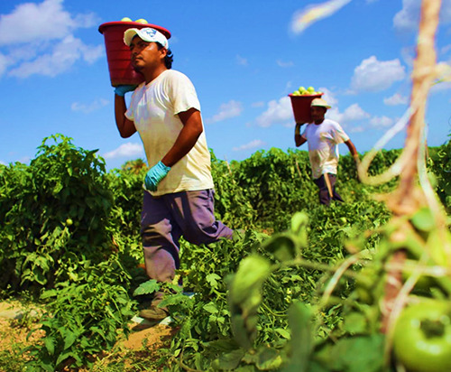 agricultura