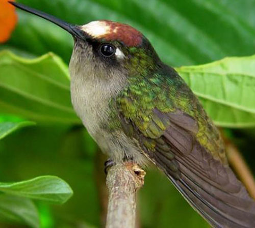 FESTIVAL AVES DEL TOLIMA