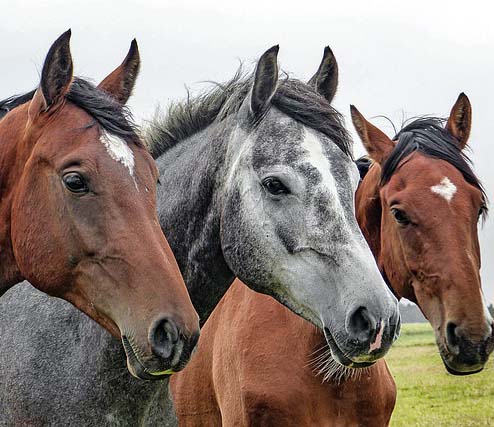 SEMANA NACIONAL DEL CABALLO