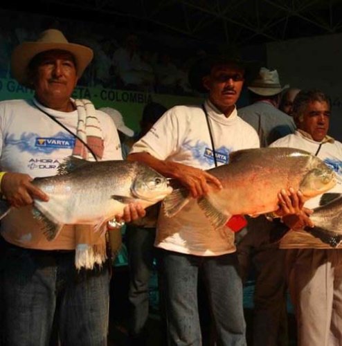 FESTIVAL INTERNACIONAL DE LA CACHAMA